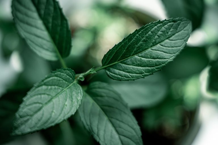 La menthe poivrée : l&rsquo;atout méconnu pour…